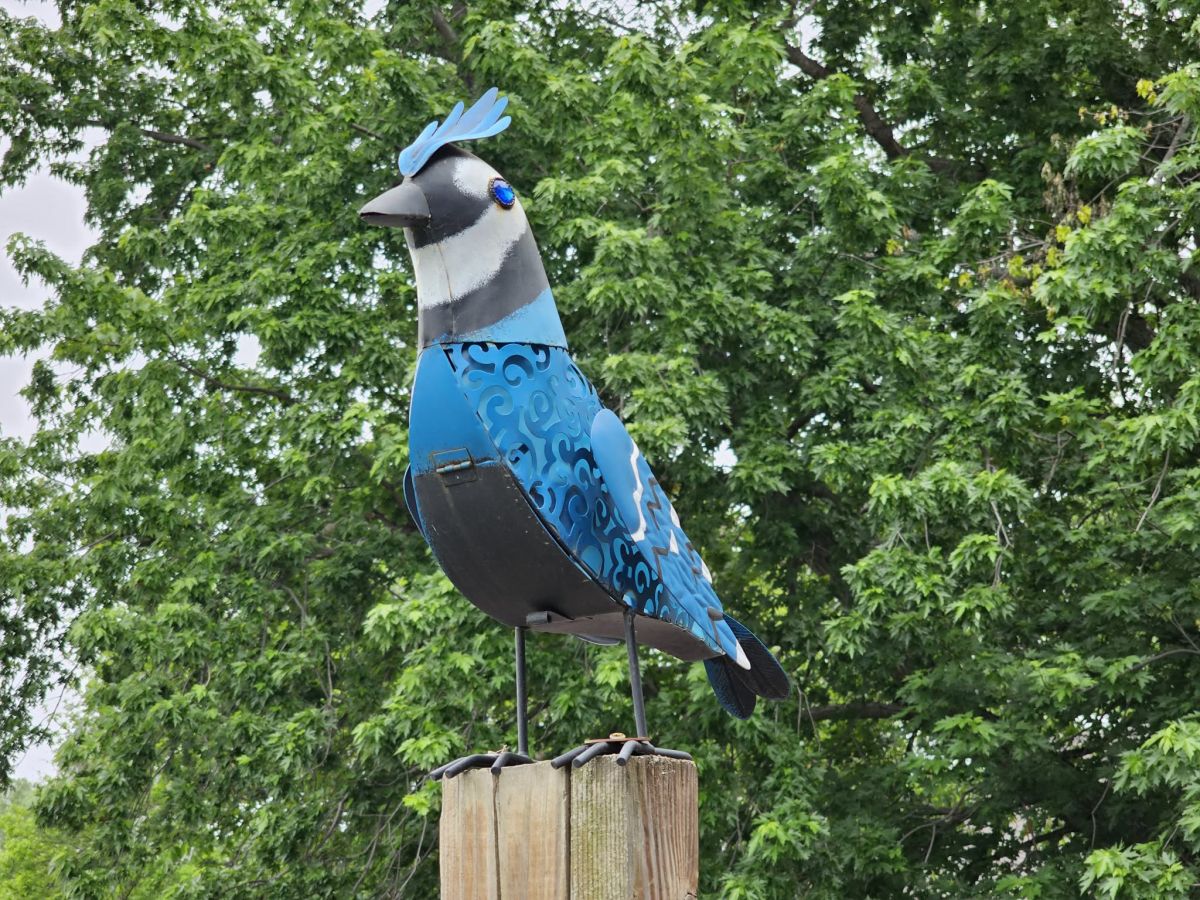 Blue Jay